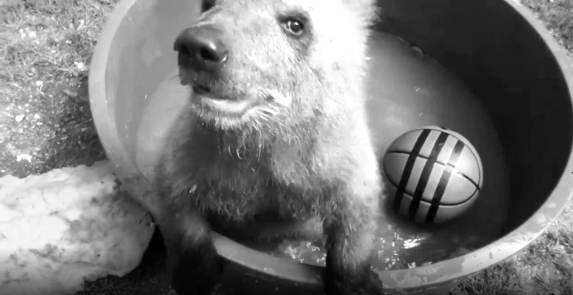 Read more about the article Lost Baby Bear Splashes Around In Tub After Rescue