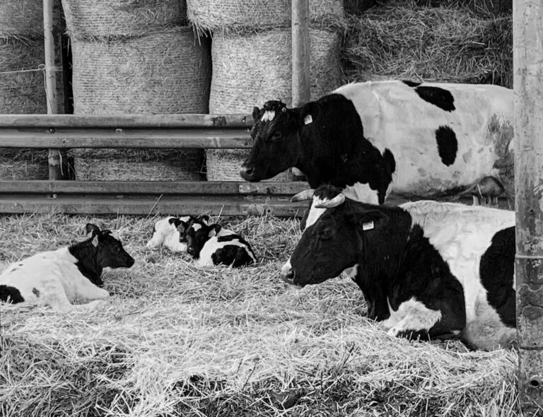 Read more about the article Big-Hearted Farmer Gives Cows Maternity Leave