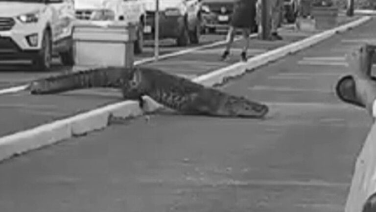 Read more about the article Cops Stop Traffic As Huge Croc Crosses Busy Road