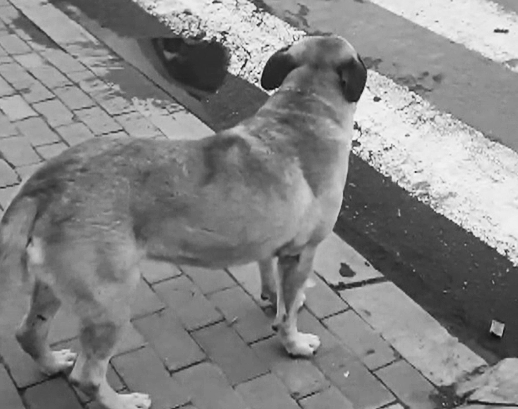 Read more about the article Viral: Dog Waits At Zebra Crossing For Green Light