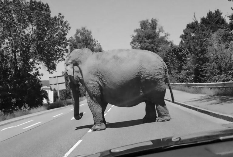 Read more about the article Germanys Oldest Circus Elephant Escapes On Busy Road