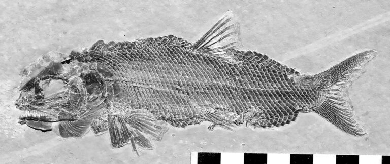 Read more about the article 150-Million-Year-Old Fossils Of New Fish Species Found