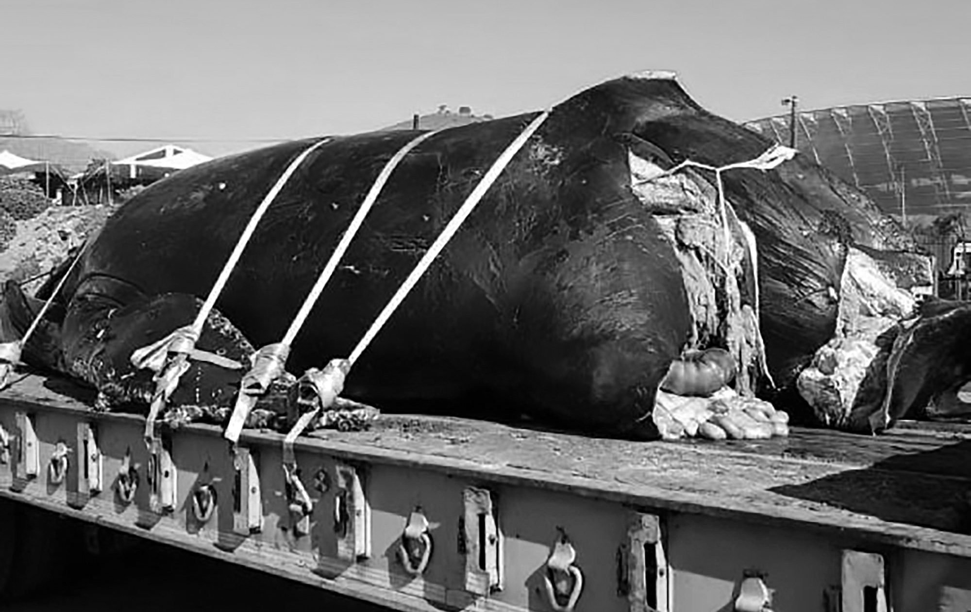 Read more about the article Huge Humpback Whale Chopped Up By Ships Propellers