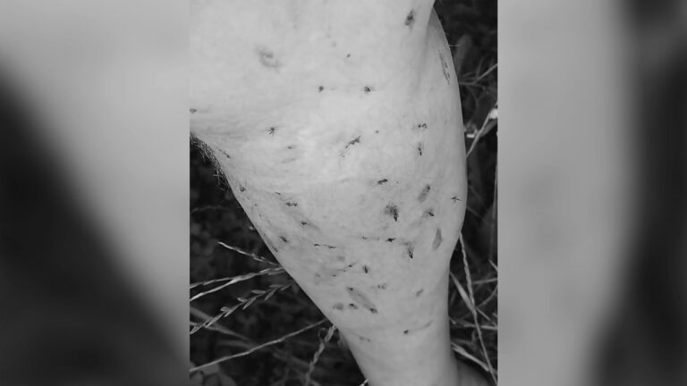 Read more about the article Mosquito Invasion Leaves Man Bloodied As Brits Jet Out