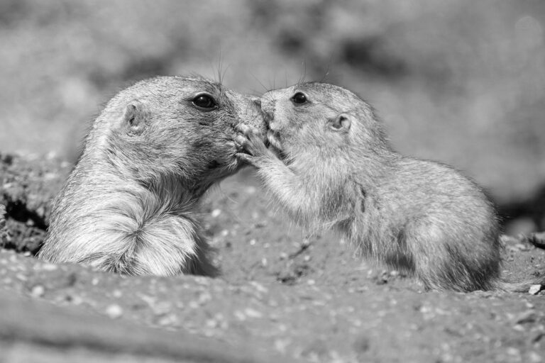 Read more about the article Cute Baby Prairie Dogs Play Outside As Weather Hots Up