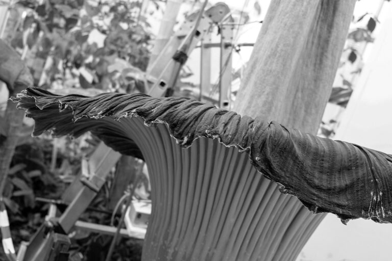 Read more about the article Rare Corpse Flower Attracts Visitors With Bad Smell
