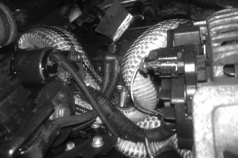 Read more about the article Huge Slithering Snake Hiding Among Car Engines Pipes