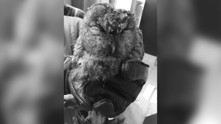 Read more about the article Sweeps Brush Used To Save Sooty Owl Stuck In Chimney
