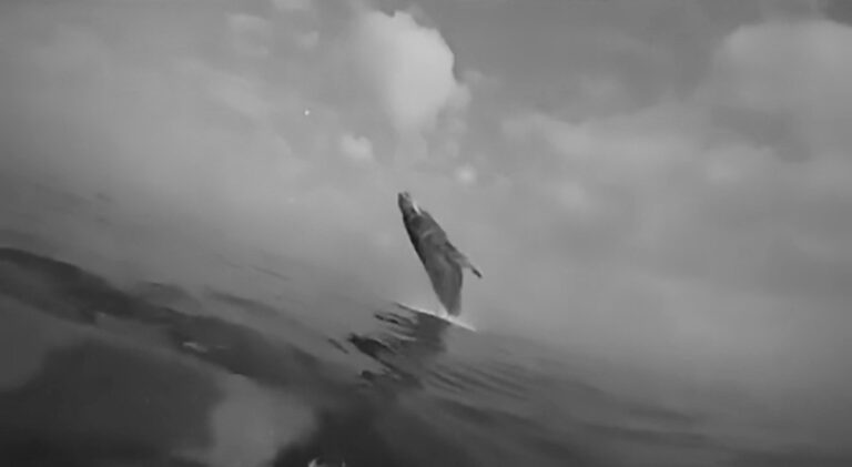 Read more about the article Huge Whale Leaps Into Air In Front Of People In Canoe