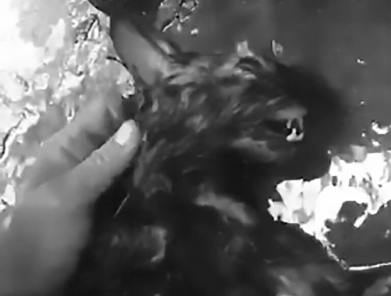 Read more about the article Firefighter Gives CPR To Charred Cat Saved From Blaze