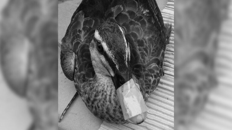 Read more about the article Tied Up Duck With Beak Taped Shut Escapes From Captors