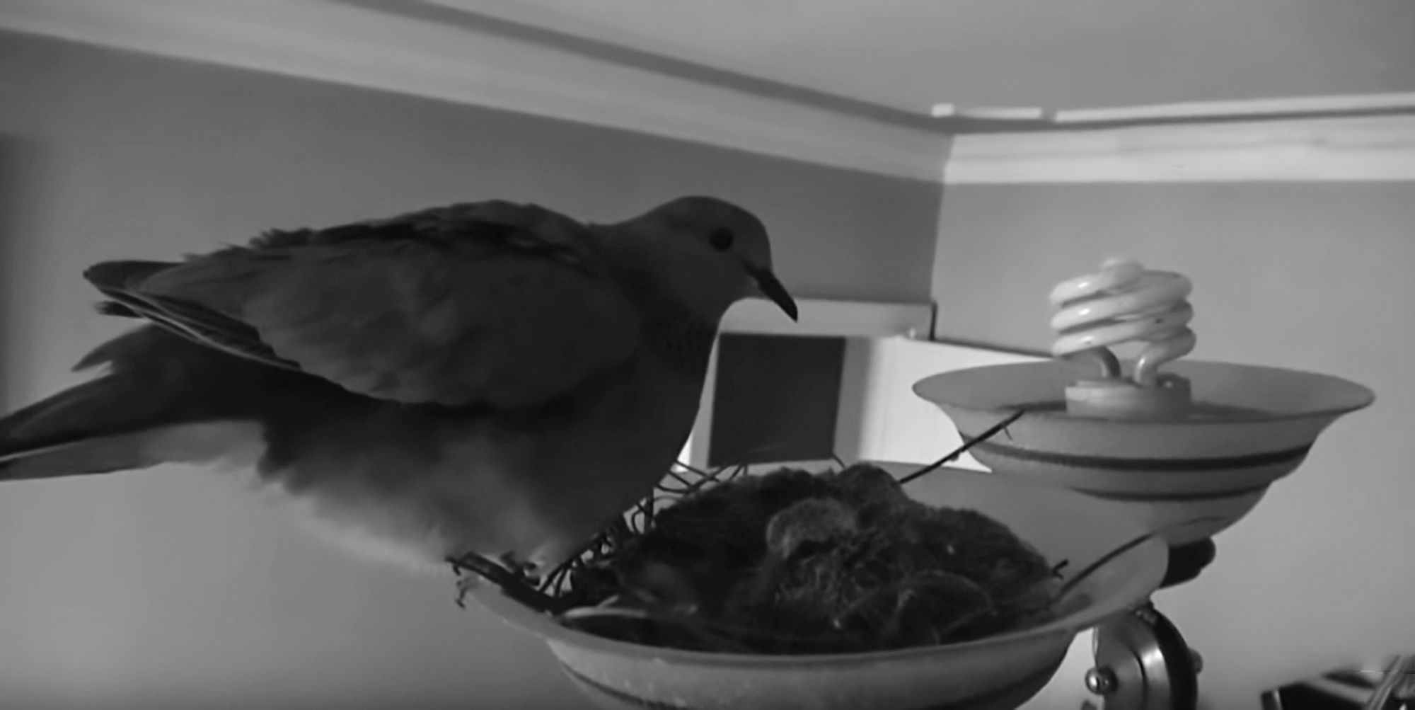 Read more about the article Family Allows Pigeons To Nest In Living Room Chandelier