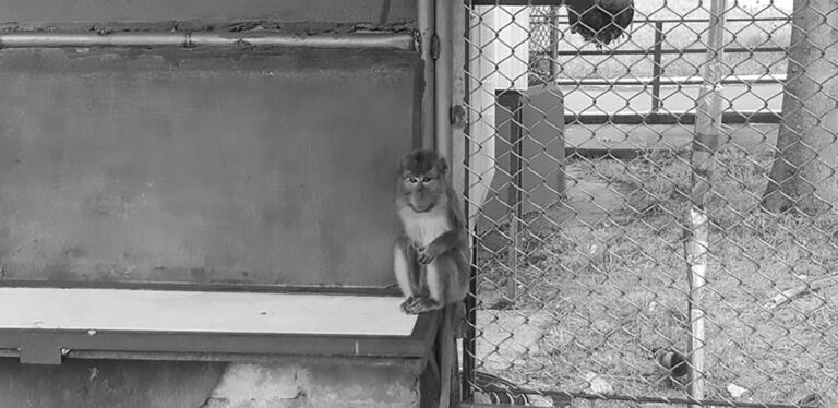 Read more about the article Monkeys Set For Zoo Homes Killed By Illegal Lab Tests