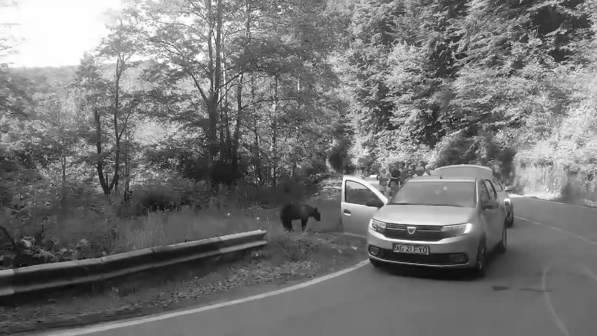 Read more about the article Tourists Stop To Feed Bears On Clarksons Favourite Road