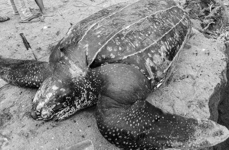 Read more about the article Rare 200 Kg Turtle Washes Up Dead After Catch Attempt
