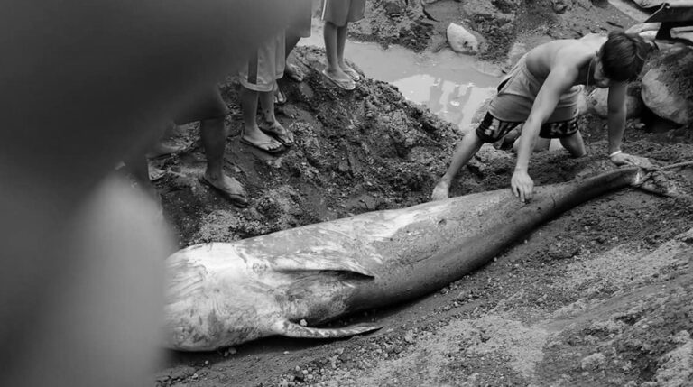 Read more about the article Rare Whale Washes Up Dead With Plastic Blocking Its Gut