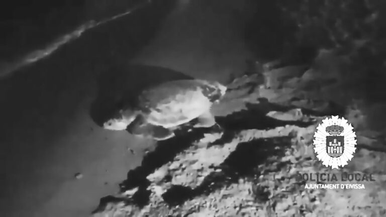 Read more about the article Vulnerable Turtle Lays Eggs On Ibiza For First Time