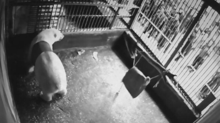 Read more about the article Zoo Polar Bear Stuck In Plastic Barrel Thrashes In Water