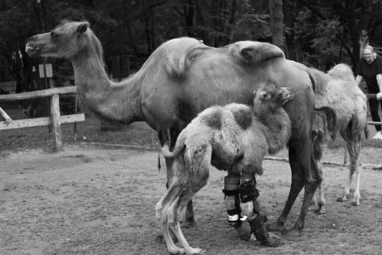 Read more about the article Baby Camel With Leg Brace Like Gump Named Forrest Hump