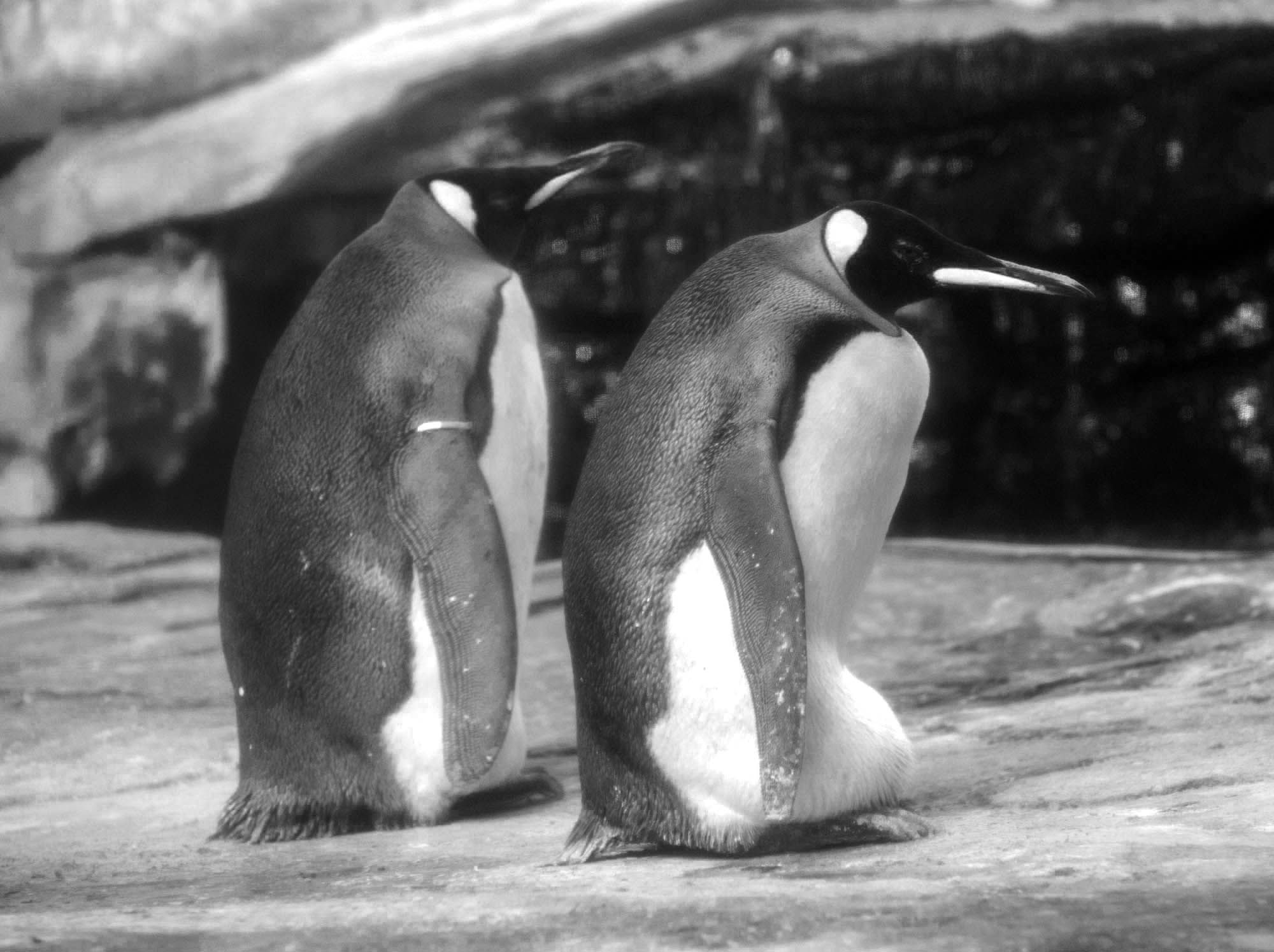Read more about the article Gay Penguin Couple At Zoo Adopt Abandoned Egg