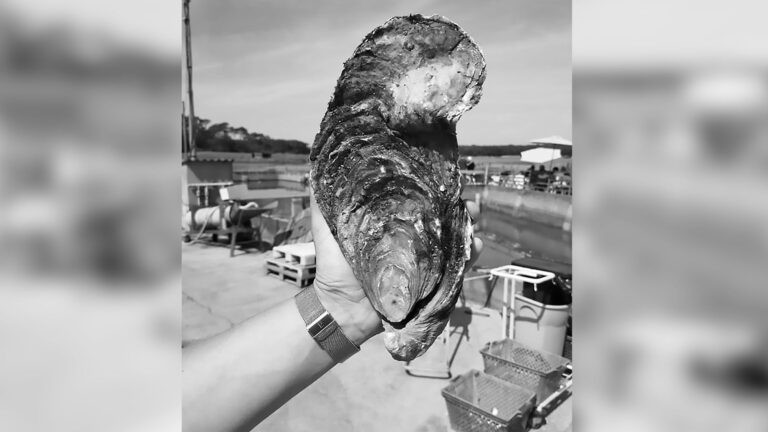 Read more about the article Rare Monster 3-Lb Oyster Discovered By French Farmer