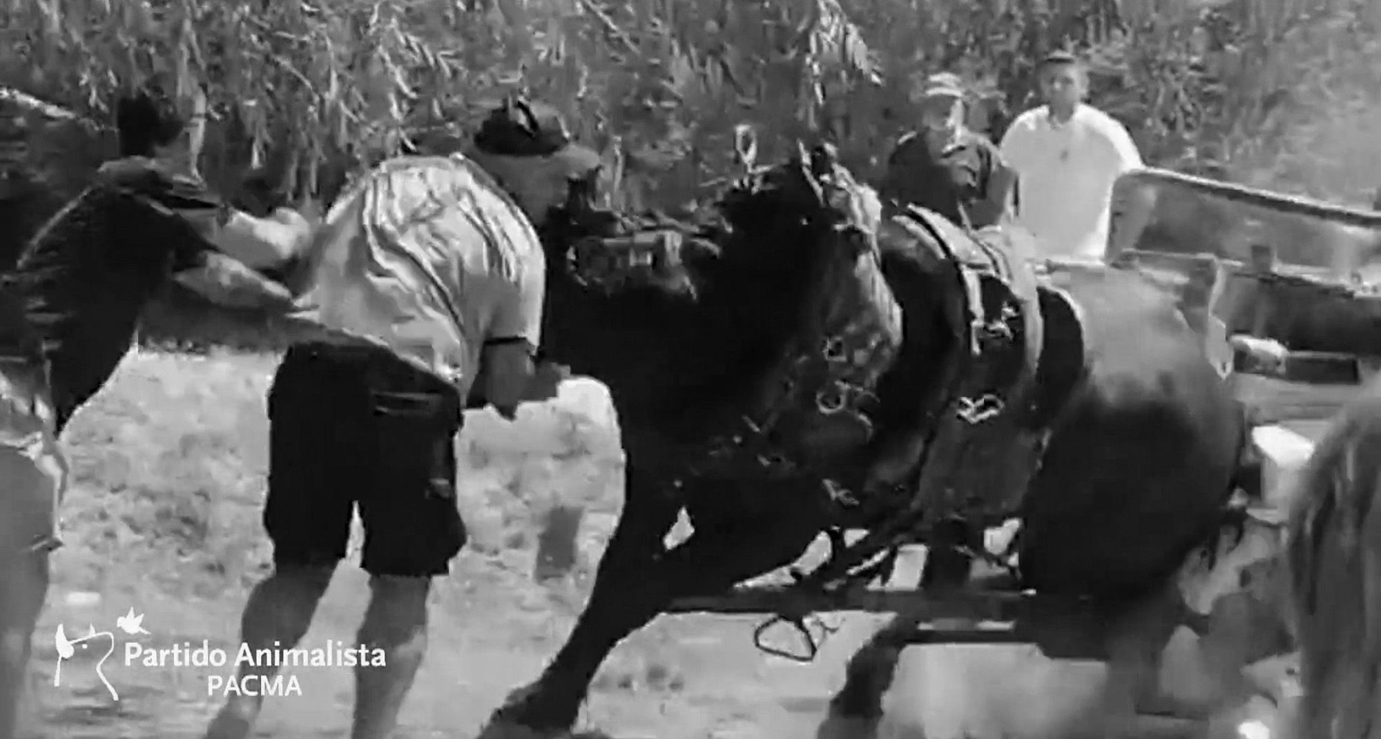 Read more about the article Horse Made To Drag Cart In 40C Spain Heat Collapses