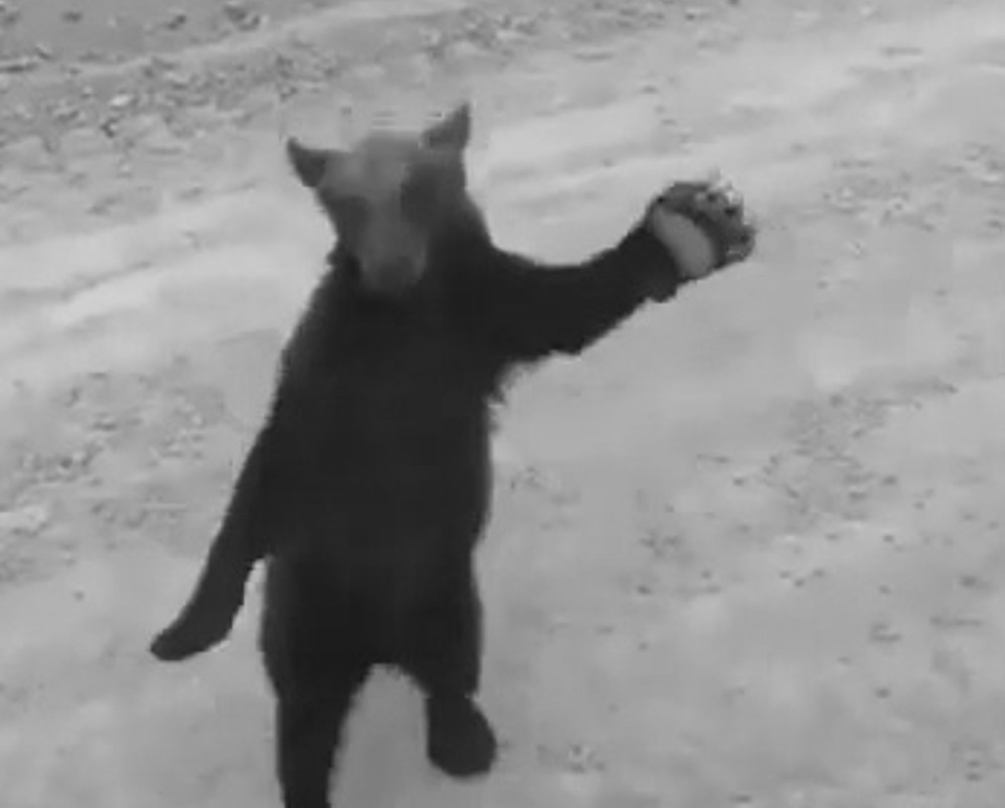 Read more about the article Kung-Fu Bear Shows Off Moves Before Being Scared Off