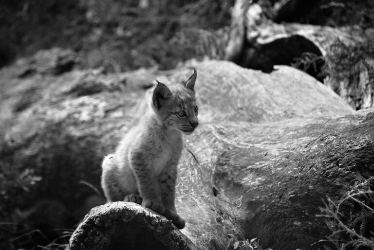 Read more about the article First Lynx Cub Born In 100 Years Plays With Mum