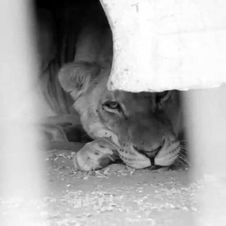 Read more about the article Zoo With Starving Lions Re-Opens After Pocketing Cash