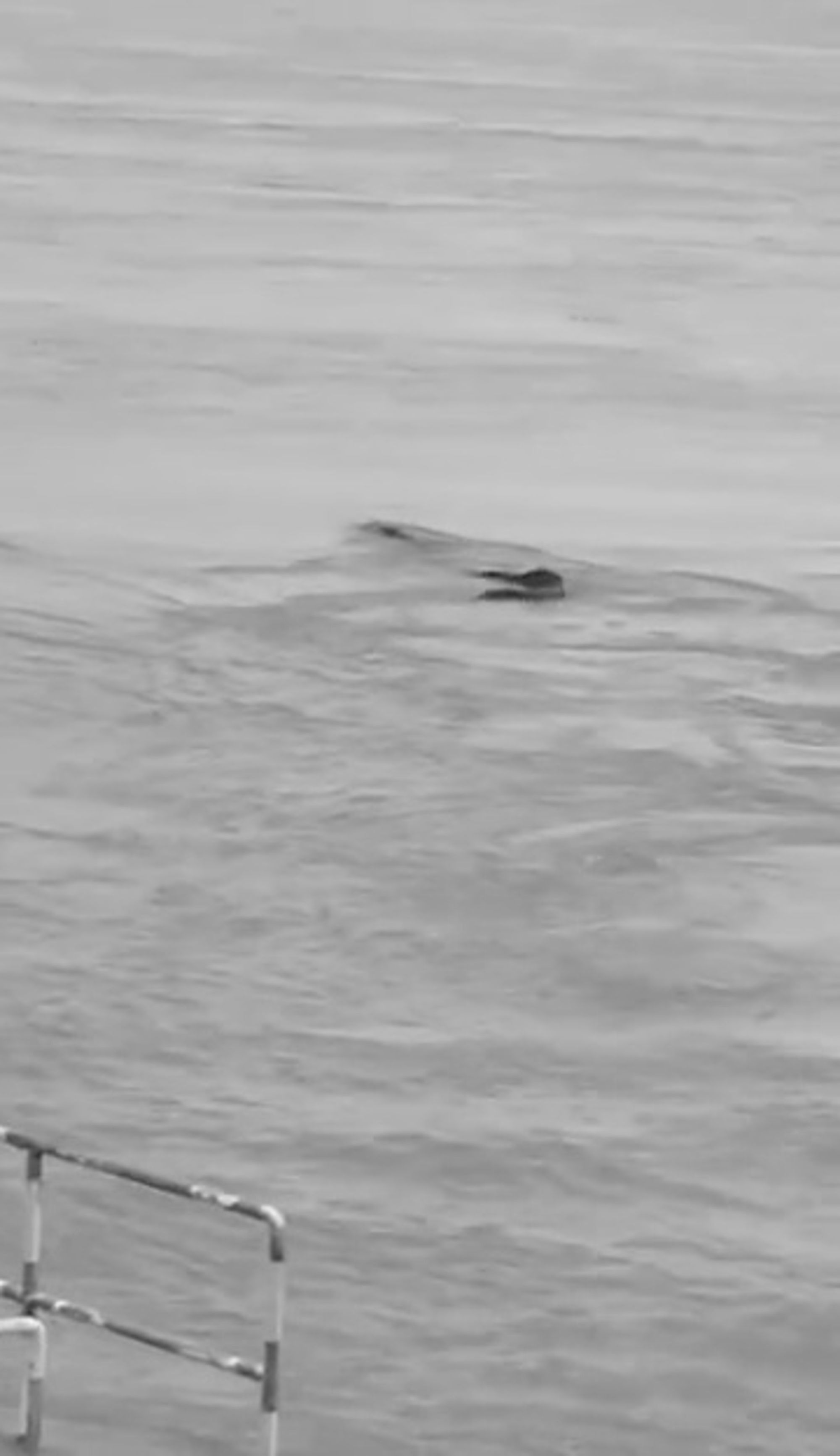 Read more about the article Viral: China Loch Ness Monster Spotted In River Yangtze