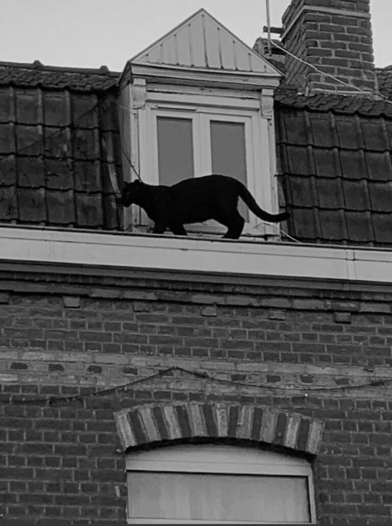 Read more about the article Panther On French Towns Rooftops As Cats Flee For Lives