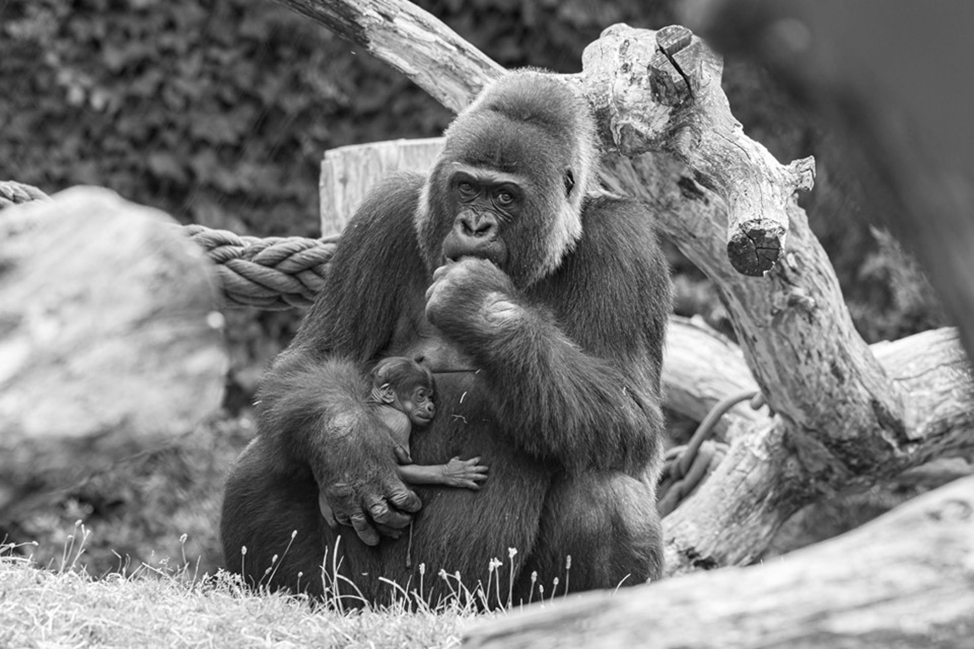 Read more about the article Huge Gorilla Mum Cradles Tiny Baby In Her Arms