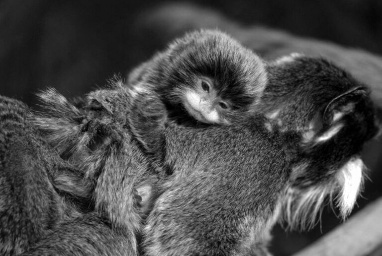 Read more about the article Adorable Tiny Tamarin Twins Born At Tenerife Zoo