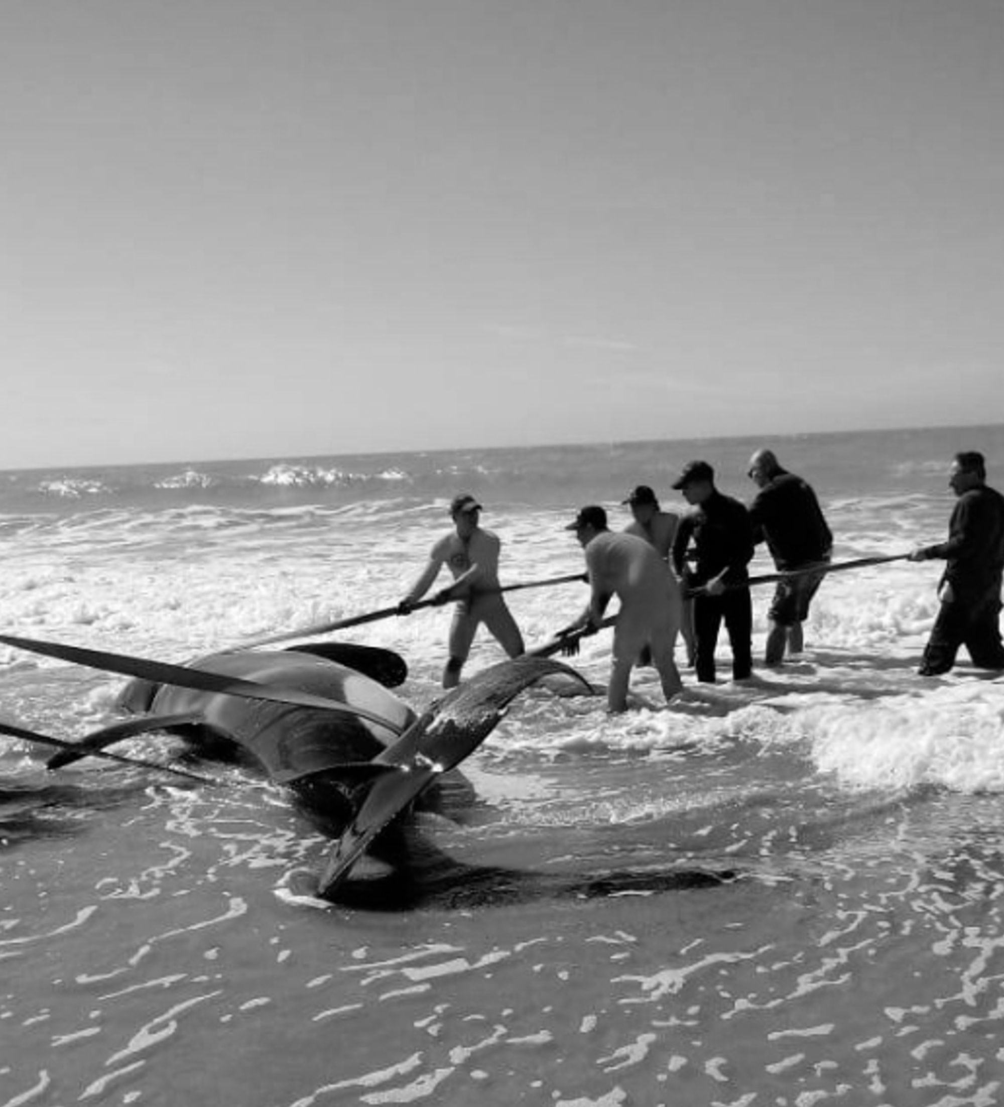 Read more about the article Locals Rescue 6 Stranded Killer Whales On Popular Beach