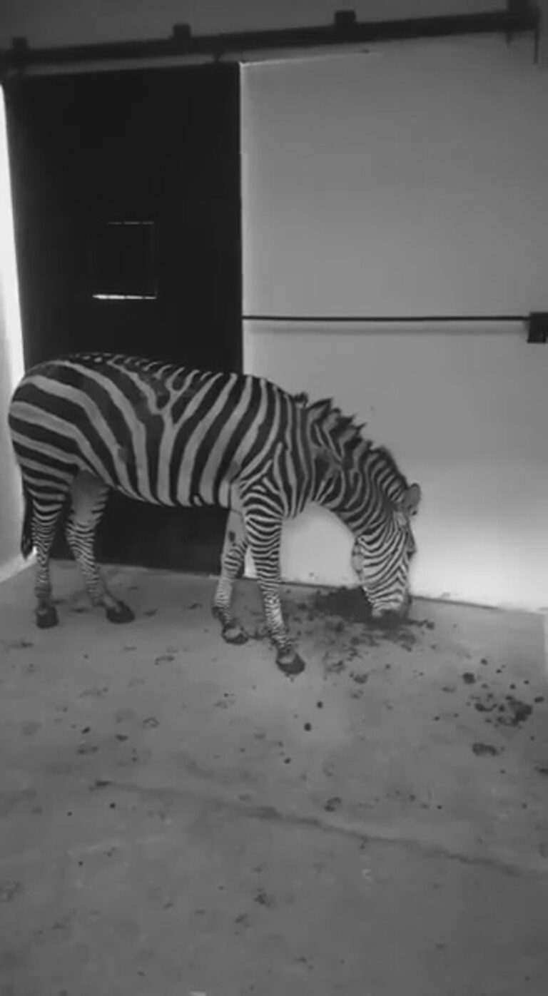 Read more about the article Outrage Over Zebra Filmed Eating Own Faeces In Zoo