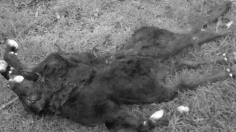 Read more about the article Stillborn Mutant Calf Has Two Bodies And Eight Legs