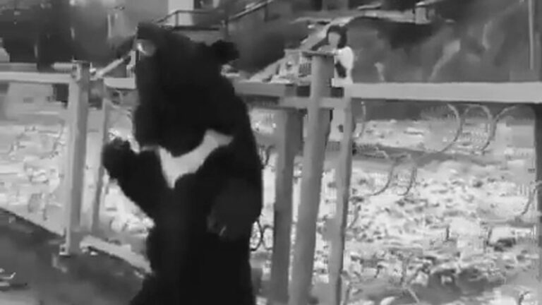 Read more about the article Bear Tied To Fence For Cruel Circus Wails In Distress