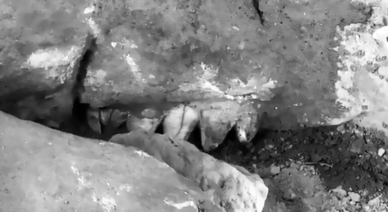 Read more about the article Farmers Digging Hole Find 10,000yo Mastodon Fossil