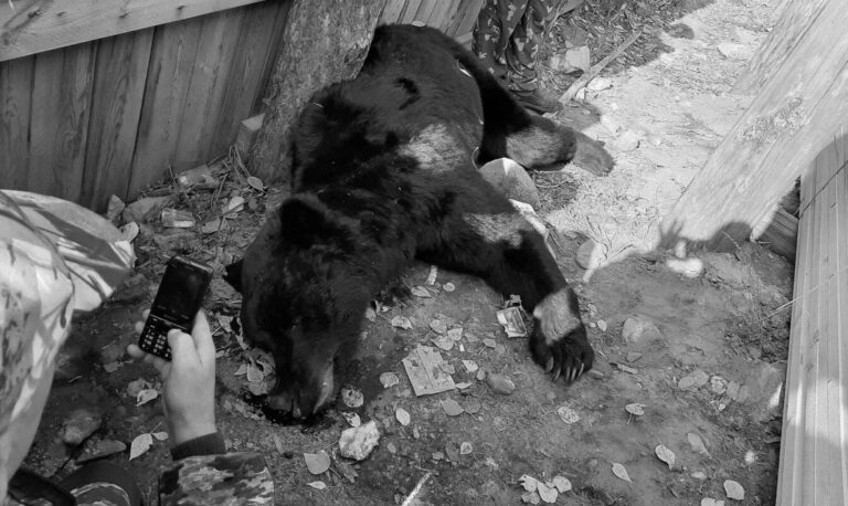 Read more about the article Bear With Only Grass And Plastic In Stomach Shot Dead