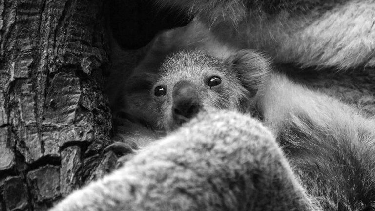 Read more about the article Cute Baby Koala Bear Leaves Mums Pouch For 1st Time