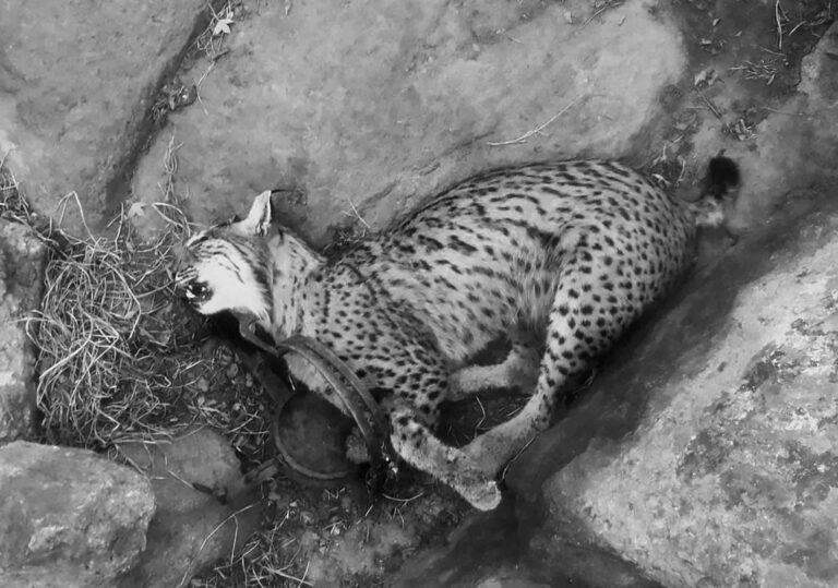 Read more about the article Endangered Iberian Lynx Killed By Poachers
