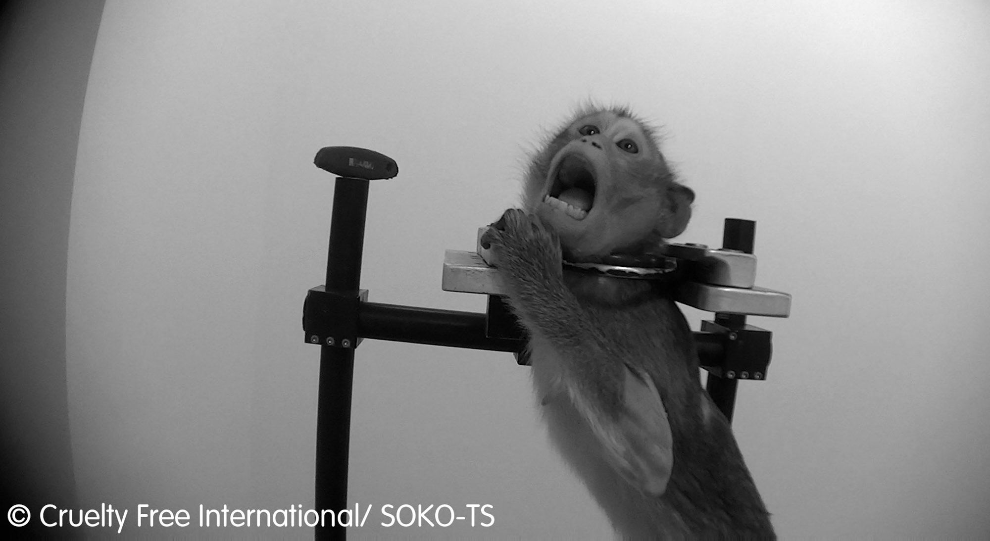 Jane Goodall Brands Monkey Horror Lab Worst Ever Seen