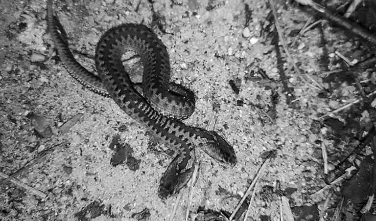 Read more about the article Rare Two-Headed Snake Found By Walker In Polish Forest