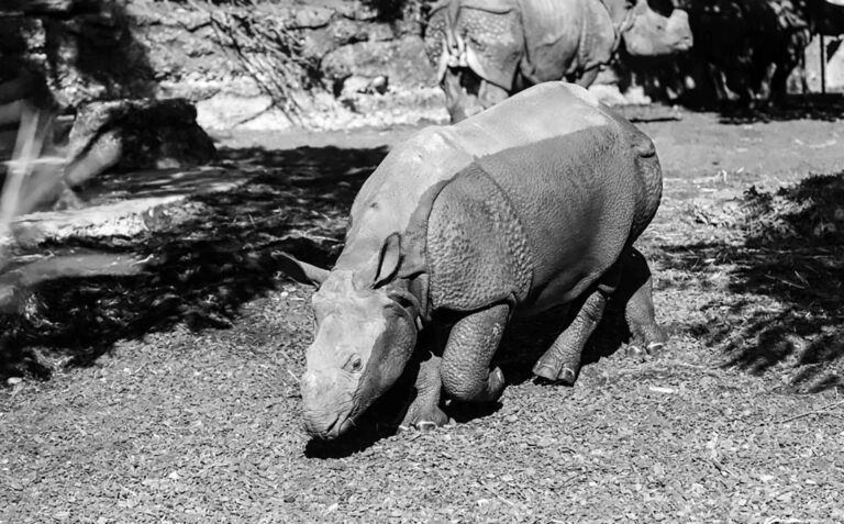 Read more about the article Mean Girl Rhinos Accept New Pal After Failed Attempts
