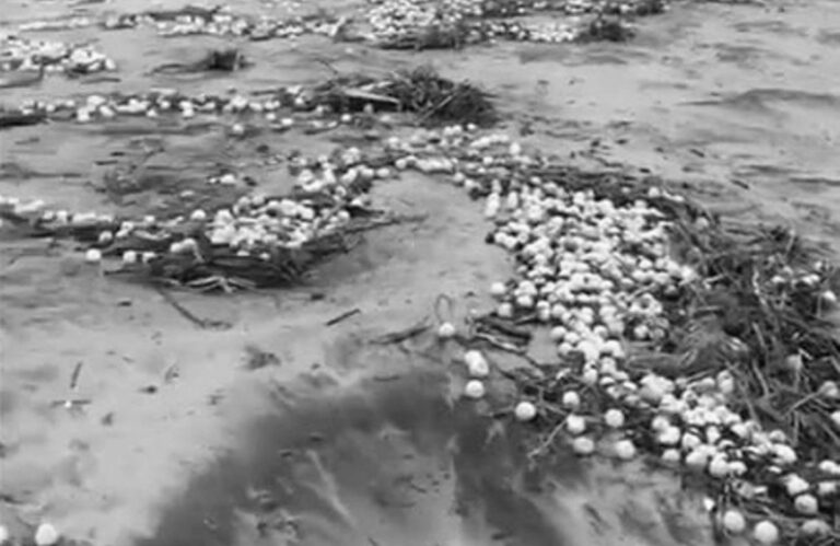 Read more about the article Millions Of Turtle Eggs Destroyed By Tropical Storm