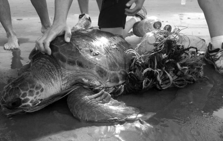 Read more about the article Rare Turtle Stuck In Net And Plastic In Spain Rescued