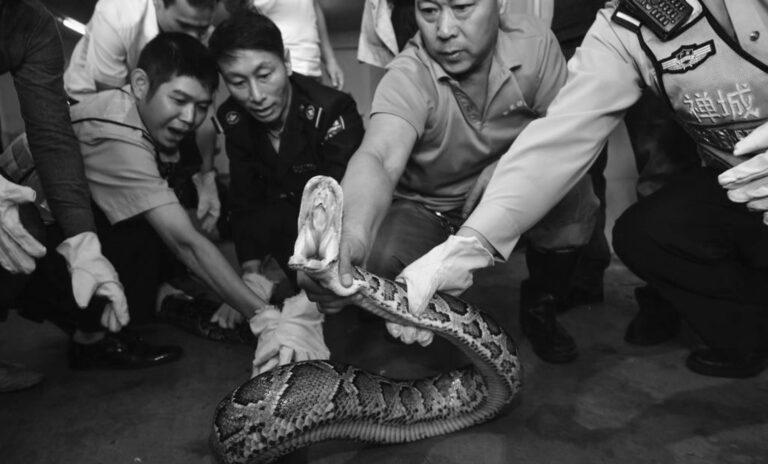 Read more about the article Cops Nab Giant 44-lb Python Hiding In Spa Ceiling 10 Yrs