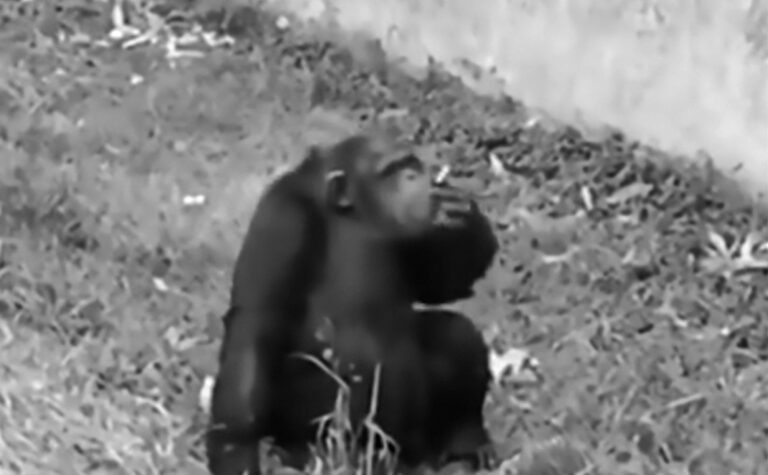 Read more about the article Chimp Smokes After Cruel Tourist Throws Him Cigarette