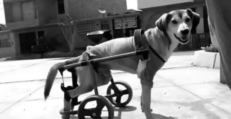 Read more about the article Poor Pooch Has Wheelchair Stolen By Heartless Thieves