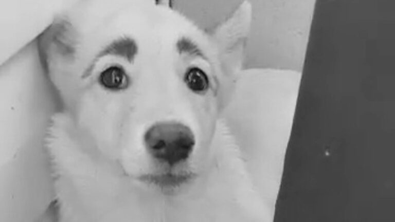 Read more about the article Cute Stray Dog With Eyebrows Rescued After Viral Success